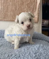 Male/neuter contract, a male Maltipoo for sale in Panama City, FL – 3 of 5