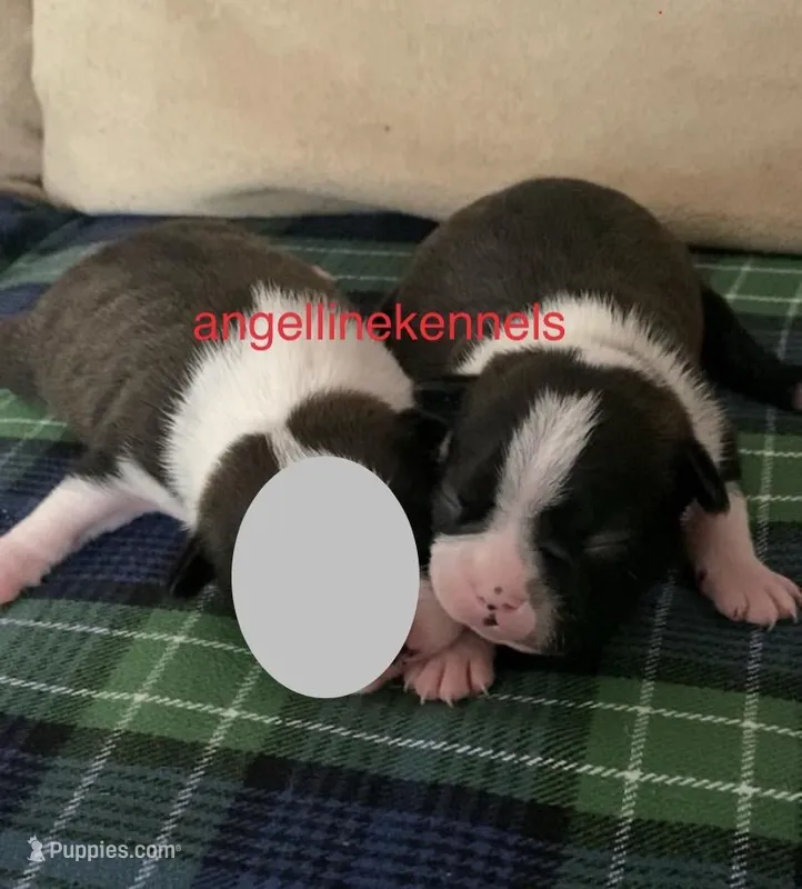 Male/neuter contract – Boston Terrier puppy for sale in Panama City, FL