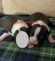 Male/neuter contract, a male Boston Terrier for sale in Panama City, FL – Photo 1 of 4