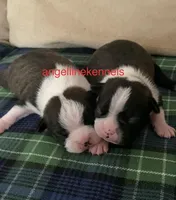 Male/neuter contract, a male Boston Terrier for sale in Panama City, FL – Photo 3 of 4