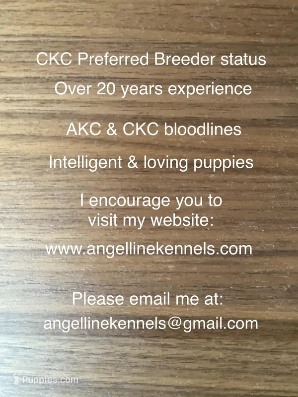 Male/neuter contract – Boston Terrier puppy for sale in Panama City, FL