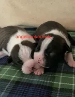 Male/neuter contract, a male Boston Terrier for sale in Panama City, FL – Photo 2 of 4