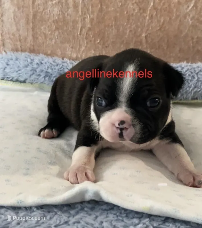 Male/neuter contract – Boston Terrier puppy for sale in Panama City, FL
