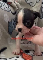 Male/Neuter contract, a male Boston Terrier for sale in Panama City, FL – 2 of 3