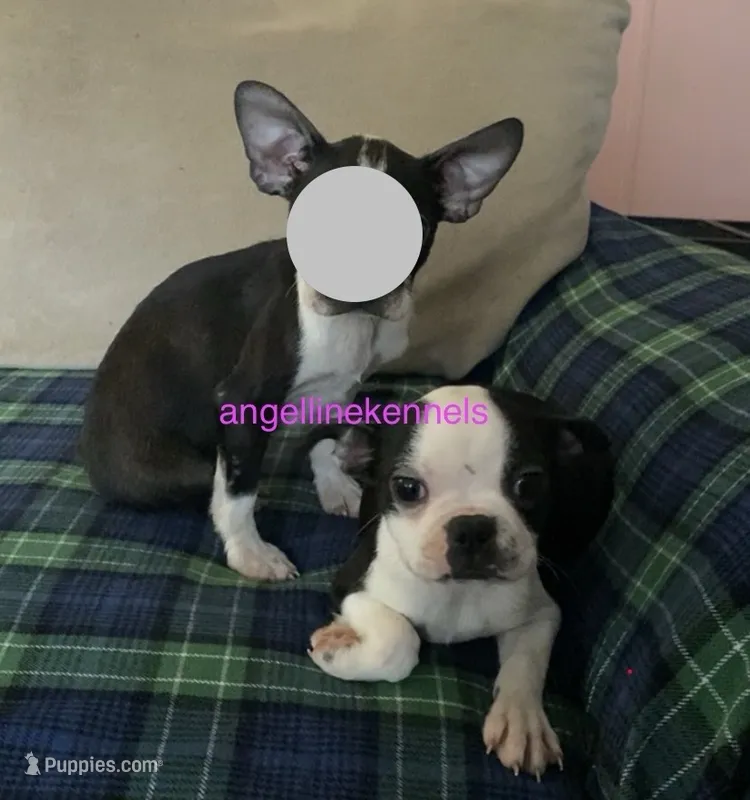 Female/spay contract