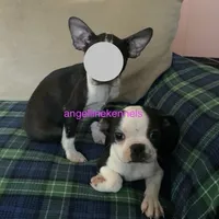 Female/spay contract, a female Boston Terrier for sale in Panama City, FL – Photo 1 of 5