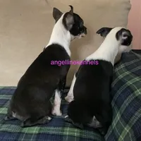 Female/spay contract, a female Boston Terrier for sale in Panama City, FL – Photo 4 of 5