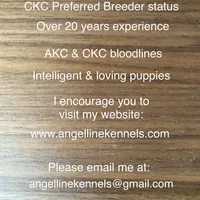 Female/spay contract, a female Boston Terrier for sale in Panama City, FL – Photo 5 of 5