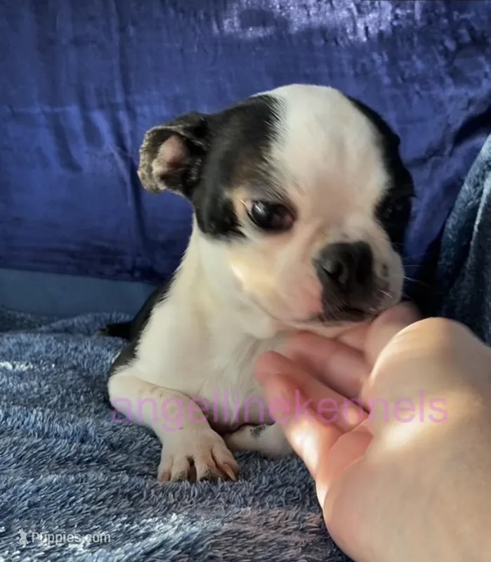 Female/spay contract – Boston Terrier puppy for sale in Panama City, FL