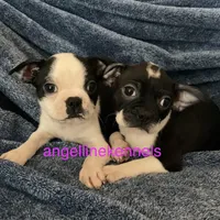 Female/spay contract, a female Boston Terrier for sale in Panama City, FL – Photo 2 of 5