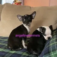 Female/spay contract, a female Boston Terrier for sale in Panama City, FL – Photo 3 of 5