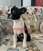 Male/neuter contract, a male Boston Terrier for sale in Panama City, FL – 1 of 7