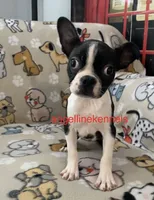 Male/neuter contract, a male Boston Terrier for sale in Panama City, FL – 3 of 7