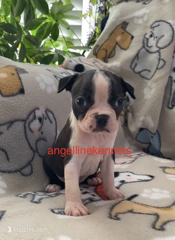 Male/Neuter contract – Boston Terrier puppy for sale in Panama City, FL