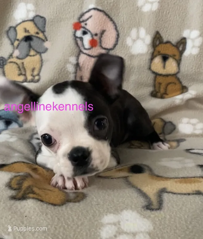Female/spay contract – Boston Terrier puppy for sale in Panama City, FL