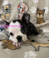 Female/spay contract, a female Boston Terrier for sale in Panama City, FL – 3 of 6