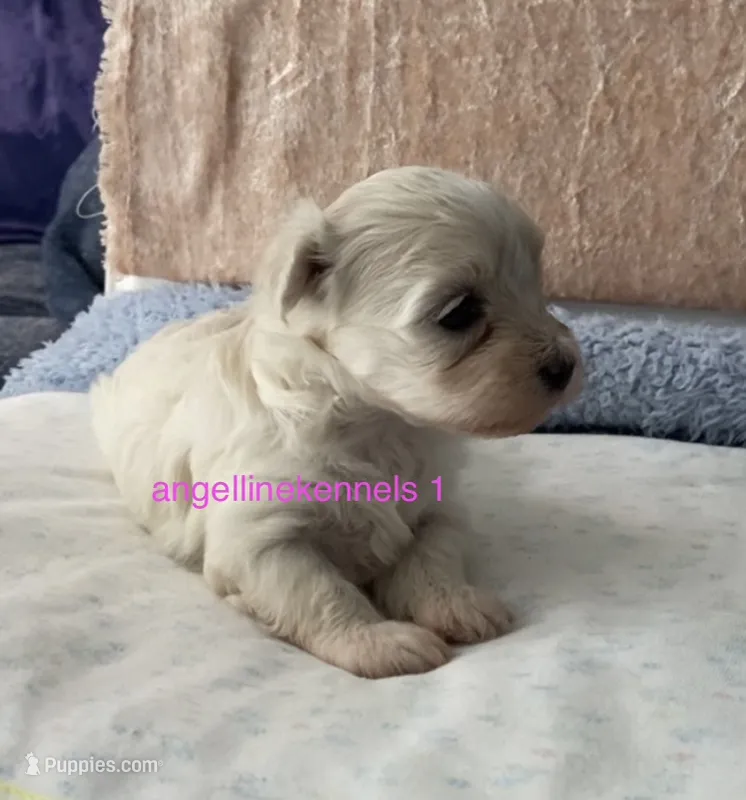 Female/Spay contract – Maltipoo puppy for sale in Panama City, FL