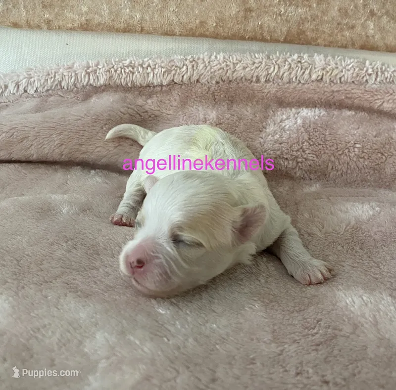 Female/spay contract  – Maltipoo puppy for sale in Panama City, FL