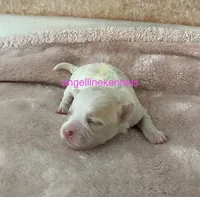 Female/spay contract , a female Maltipoo for sale in Panama City, FL – 1 of 2