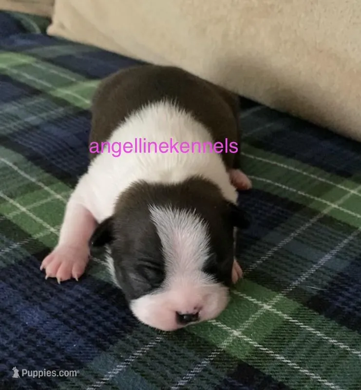 Female/spay contract – Boston Terrier puppy on hold in Panama City, FL