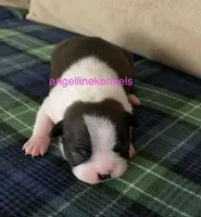 Female/spay contract, a male Boston Terrier for sale in Panama City, FL – Photo 1 of 3
