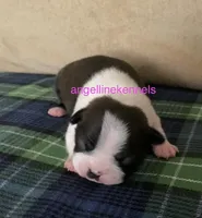 Female/spay contract, a male Boston Terrier for sale in Panama City, FL – Photo 2 of 3