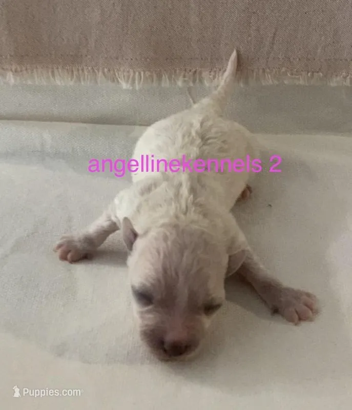 Female/Spay contract  – Maltipoo puppy for sale in Panama City, FL