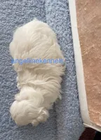 Male/neuter contract, a male Maltipoo for sale in Panama City, FL – 2 of 5
