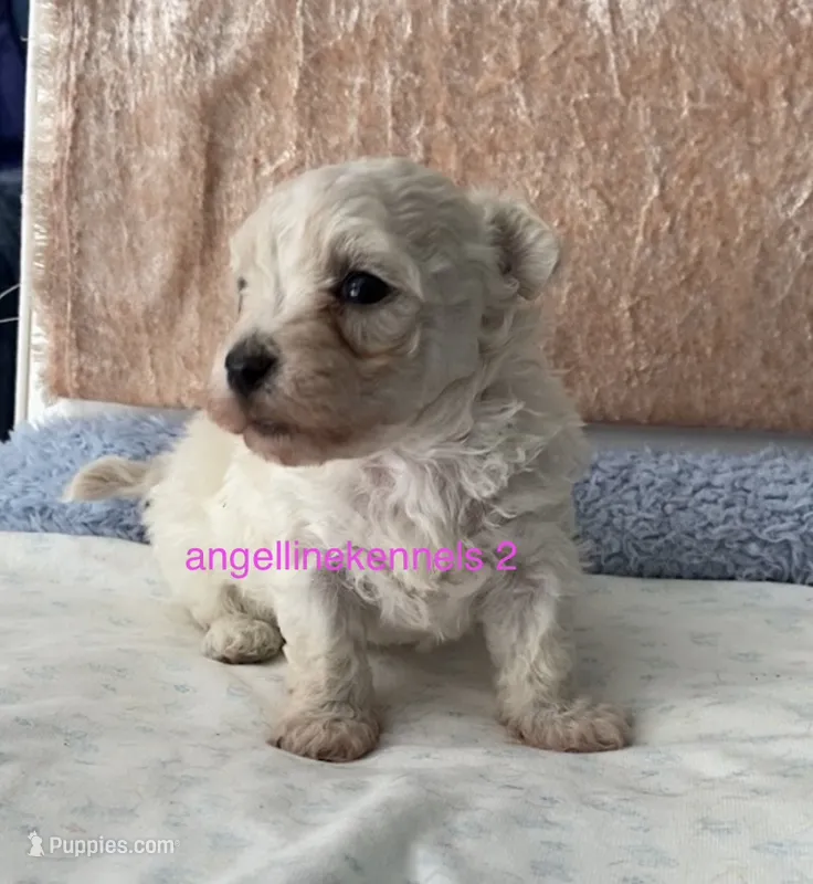Female/Spay contract  – Maltipoo puppy for sale in Panama City, FL