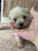 Female/Spay contract , a female Maltipoo for sale in Panama City, FL – 1 of 3