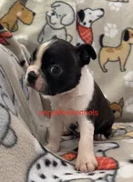 Male/neuter contract, a male Boston Terrier for sale in Panama City, FL – 1 of 4