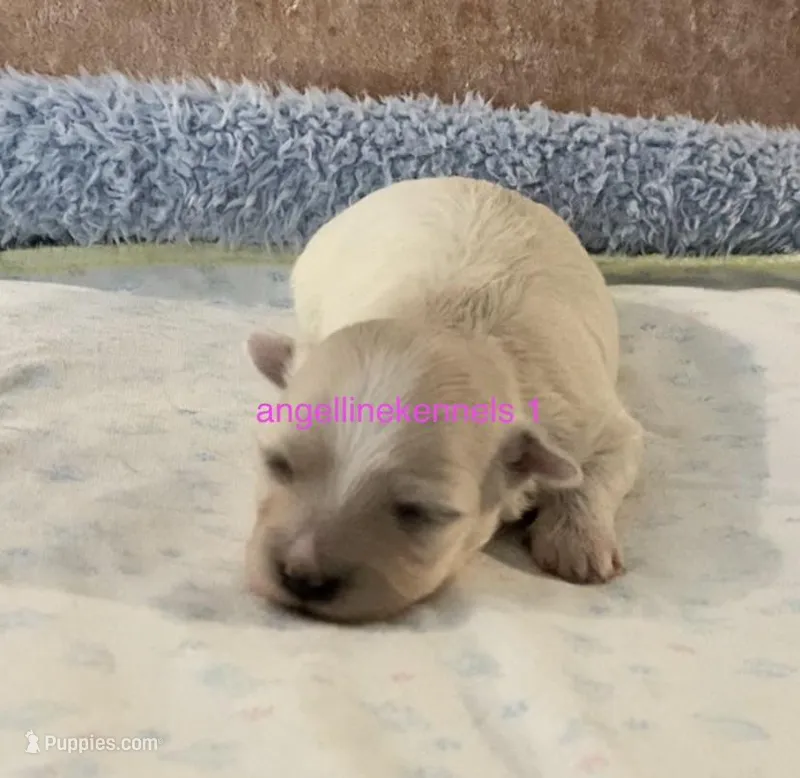 Female/Spay contract – Maltipoo puppy for sale in Panama City, FL