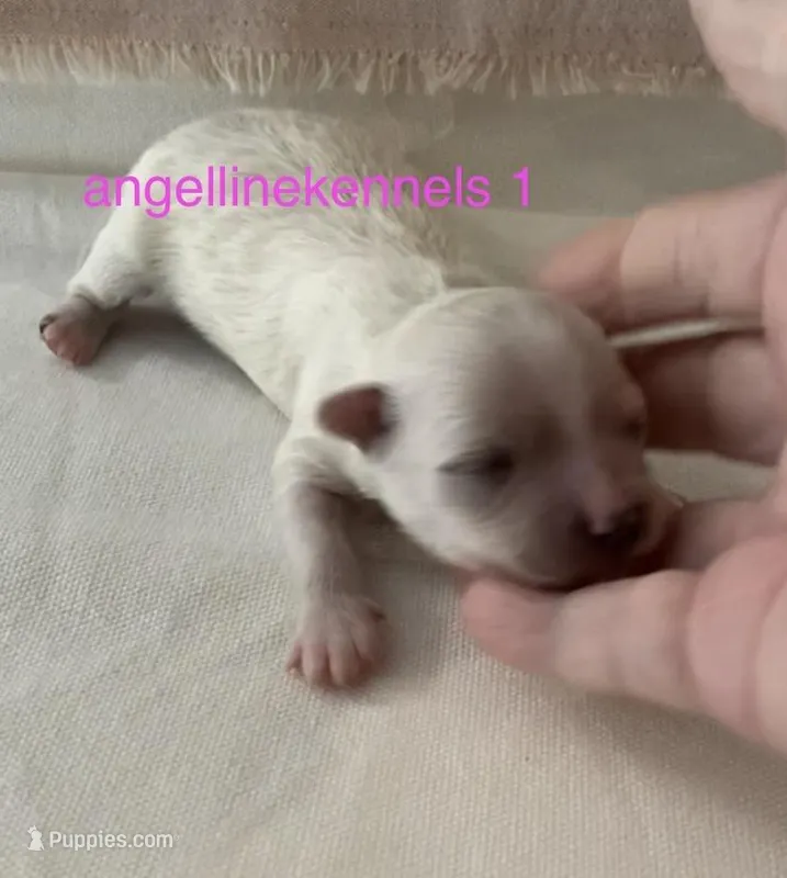 Female/Spay contract – Maltipoo puppy for sale in Panama City, FL