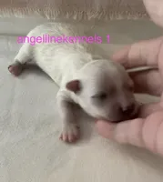 Female/Spay contract, a female Maltipoo for sale in Panama City, FL – 1 of 2