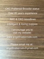 Female/Spay contract, a female Maltipoo for sale in Panama City, FL – 2 of 2