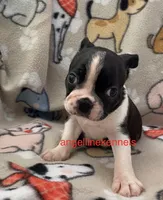 Male/neuter contract, a male Boston Terrier for sale in Panama City, FL – 2 of 4