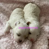 Female/spay contract, a female Maltipoo for sale in Panama City, FL – Photo 4 of 4