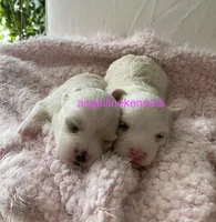 Female/spay contract, a female Maltipoo for sale in Panama City, FL – Photo 3 of 4