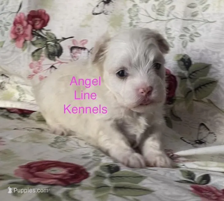 Female/spay contract – Maltipoo puppy for sale in Panama City, FL