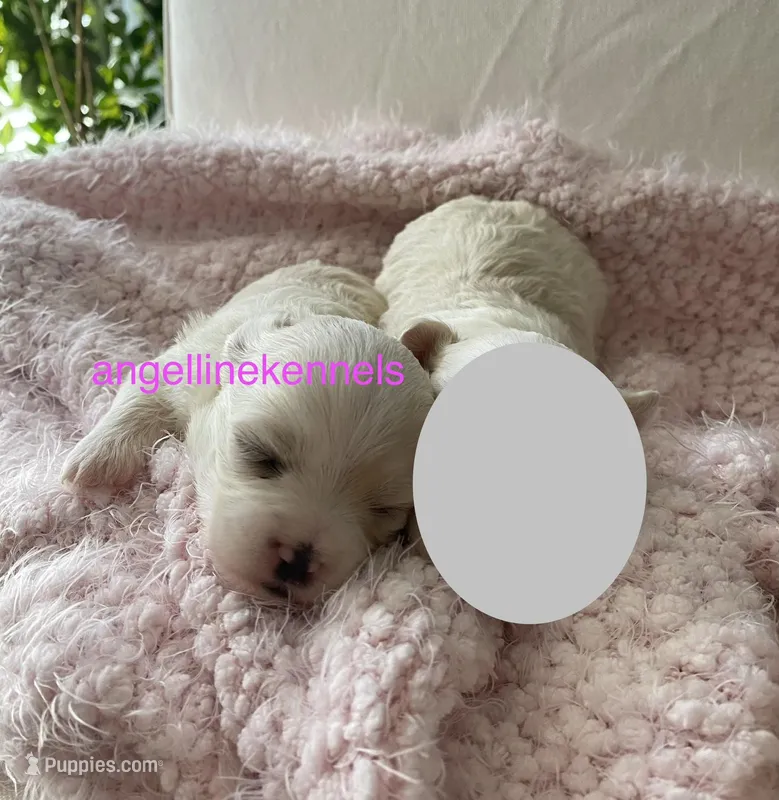 Female/spay contract – Maltipoo puppy for sale in Panama City, FL