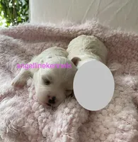 Female/spay contract, a female Maltipoo for sale in Panama City, FL – Photo 1 of 4