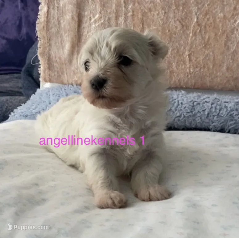 Female/Spay contract – Maltipoo puppy for sale in Panama City, FL