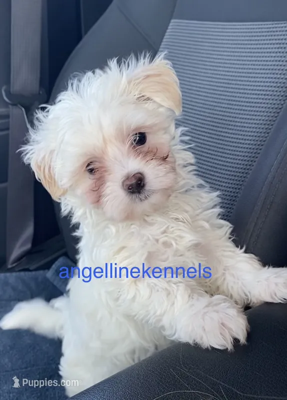 Male/neuter contract – Maltipoo puppy for sale in Panama City, FL