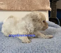 Male/neuter contract, a male Maltipoo for sale in Panama City, FL – 5 of 5