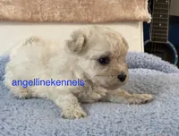 Male/neuter contract, a male Maltipoo for sale in Panama City, FL – 4 of 5