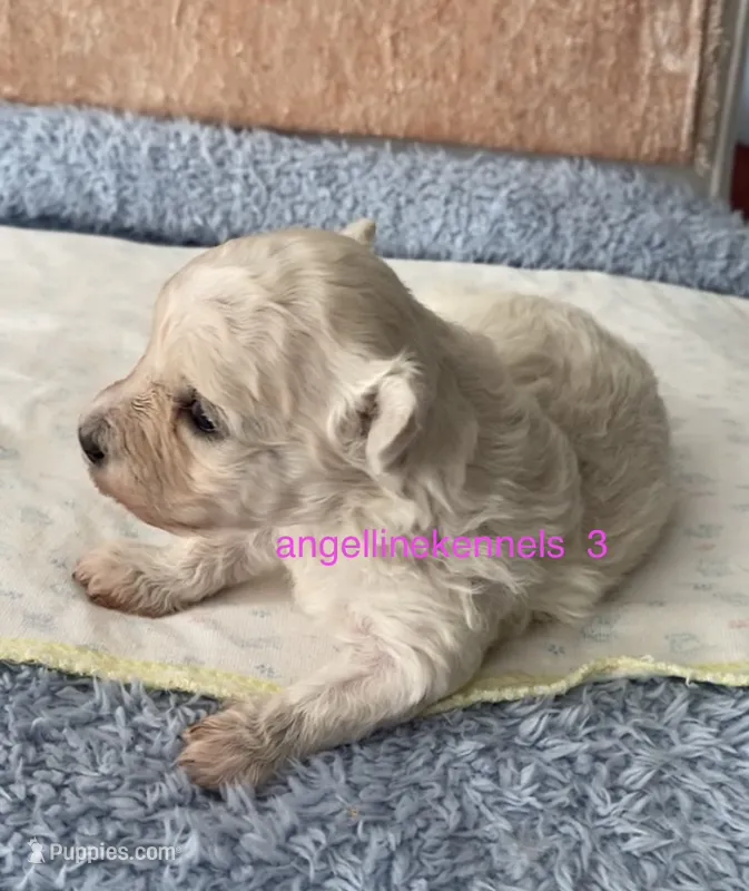 Female/Spay Contract – Maltipoo puppy for sale in Panama City, FL