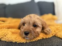 Peach Collar F1, a female Cavapoo for sale in Houston, TX – Photo 2 of 5