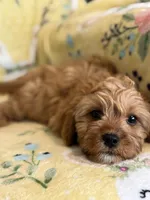 Peaches F1, a female Cavapoo for sale in Houston, TX – Photo 5 of 10
