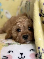 Peaches F1, a female Cavapoo for sale in Houston, TX – Photo 4 of 10