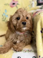 Peaches F1, a female Cavapoo for sale in Houston, TX – Photo 8 of 10